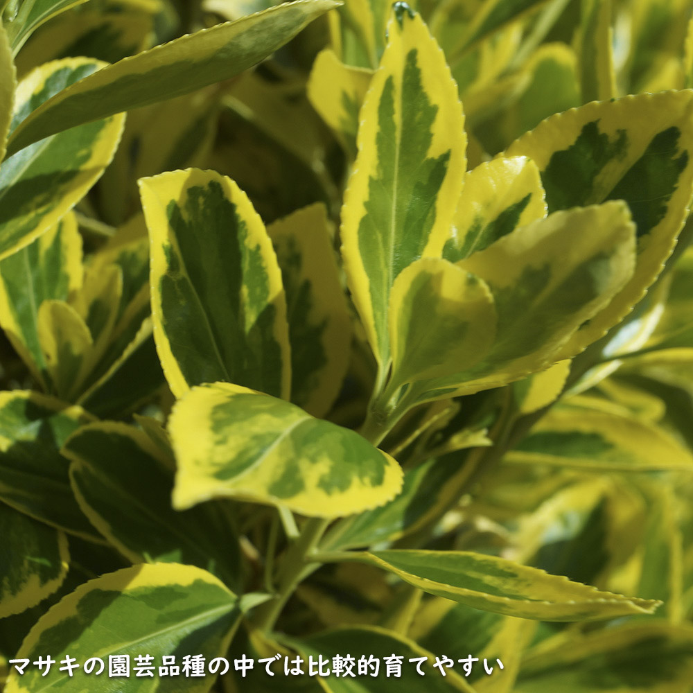 ローボード キフクリンマサキ 0.5m 9.0cmポット 15本 苗 【L1475110457】 (9653円)