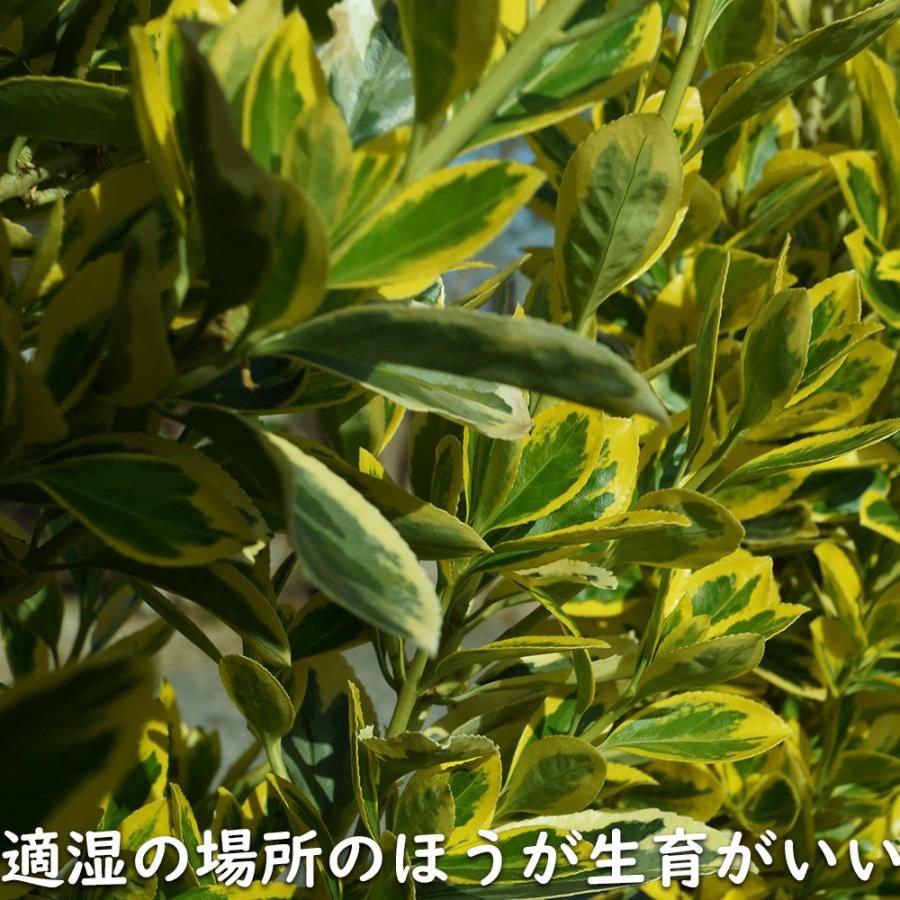 ローボード キフクリンマサキ 0.5m 9.0cmポット 15本 苗 【L1475110457】 (9653円)