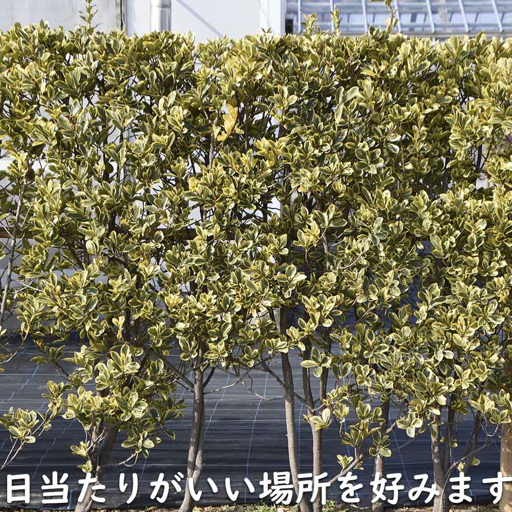 ローボード キフクリンマサキ 0.5m 9.0cmポット 15本 苗 【L1475110457】 (9653円)