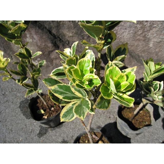 ローボード キフクリンマサキ 0.5m 9.0cmポット 15本 苗 【L1475110457】 (9653円)