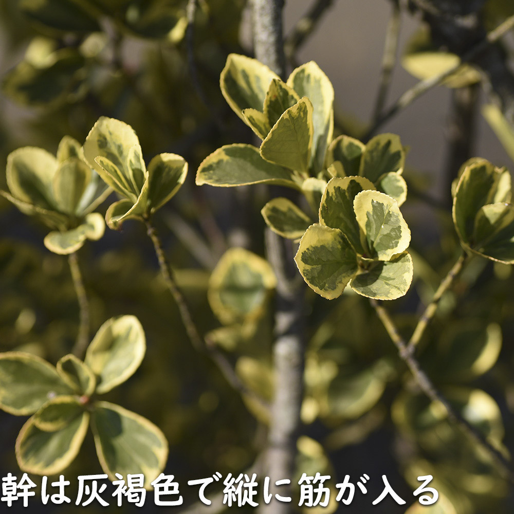 ローボード キフクリンマサキ 0.5m 9.0cmポット 15本 苗 【L1475110457】 (9653円)