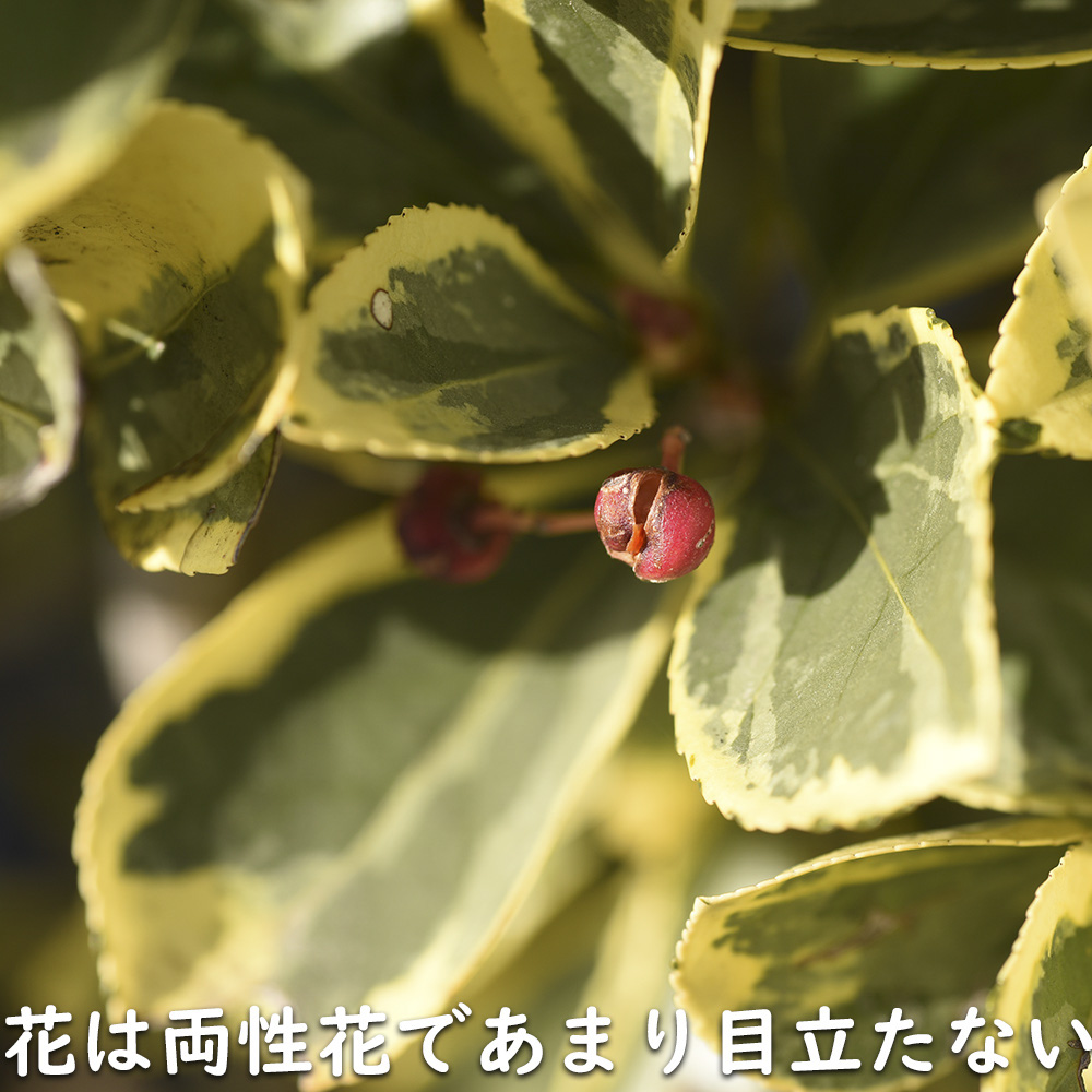 ローボード キフクリンマサキ 0.5m 9.0cmポット 15本 苗 【L1475110457】 (9653円)