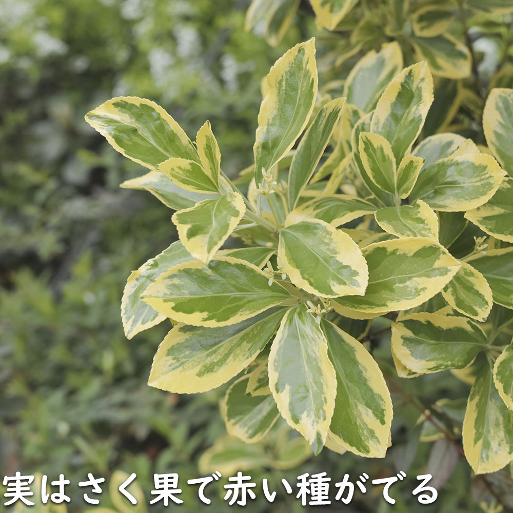 ローボード キフクリンマサキ 0.5m 9.0cmポット 15本 苗 【L1475110457】 (9653円)