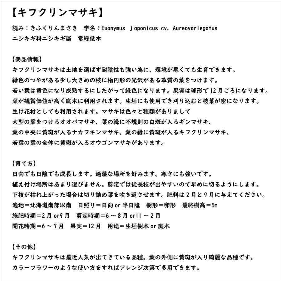 ローボード キフクリンマサキ 0.5m 9.0cmポット 15本 苗 【L1475110457】 (9653円)