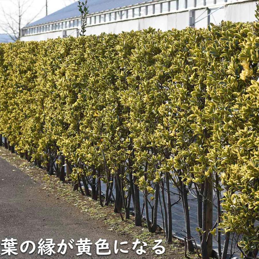 ローボード キフクリンマサキ 0.5m 9.0cmポット 15本 苗 【L1475110457】 (9653円)