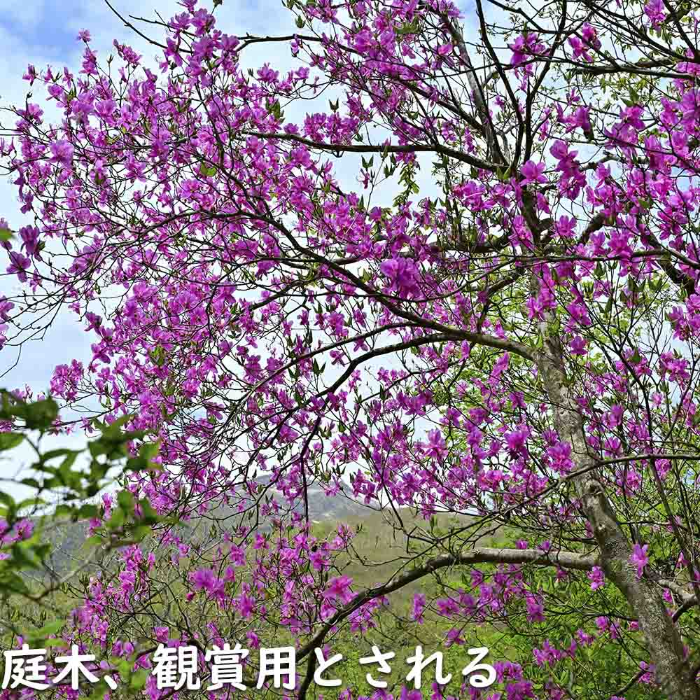ミツバツツジ　高さ110cm程 ミツバツツジ 販売