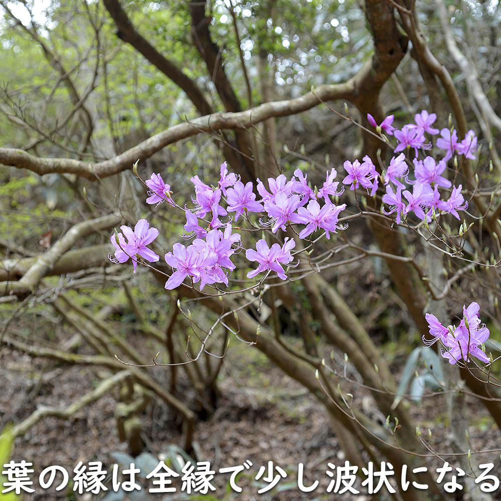 ミツバツツジ 2mのおすすめ人気商品一覧 通販 - Yahoo!ショッピング