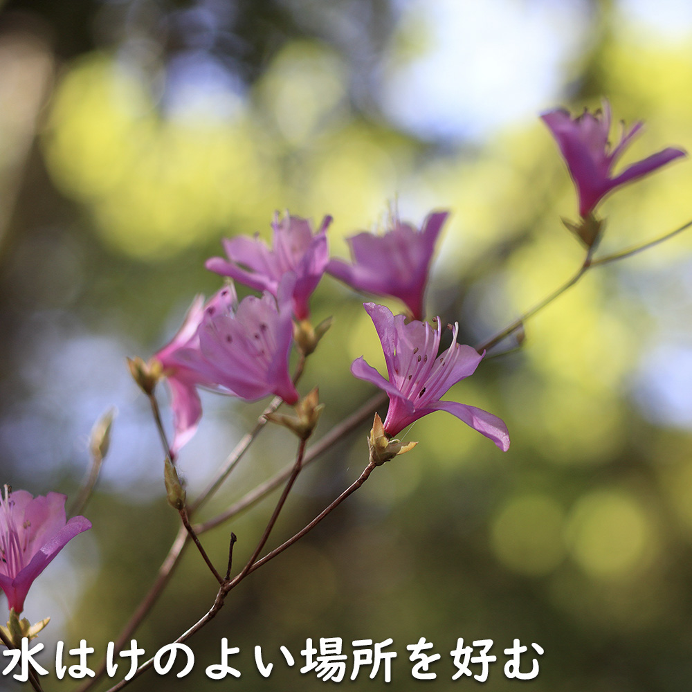 ミツバツツジ 0.4m 15cmポット 5本 苗 : トオヤマグリーン - 通販