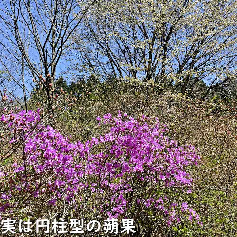 ミツバツツジ 2m 露地 苗木の画像