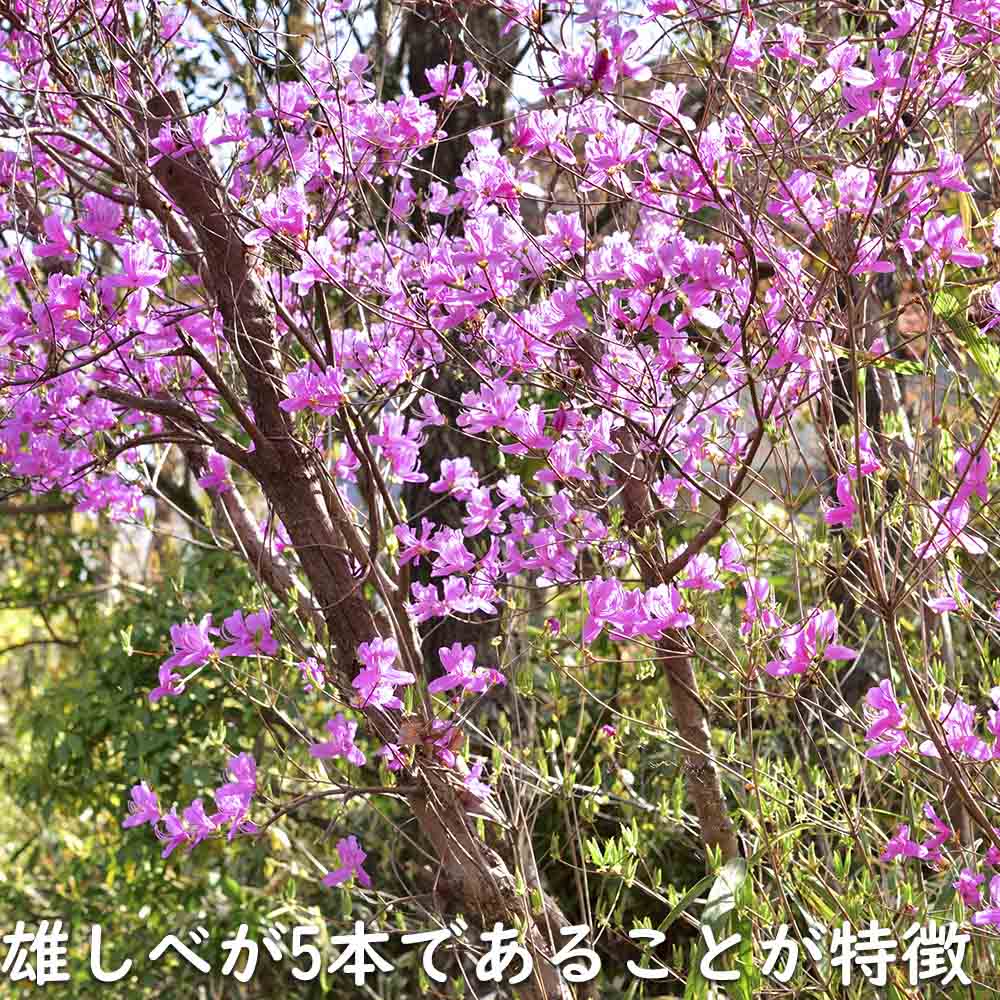 ミツバツツジ 2m 露地 苗木の画像