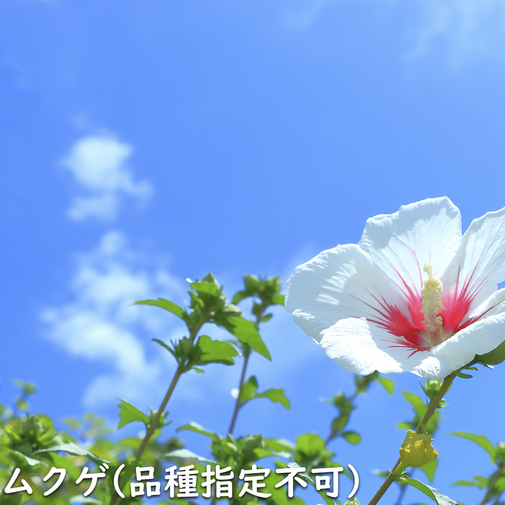 ムクゲ (品種指定不可) 2.3m 露地 2本 苗木 DGJ3654294791