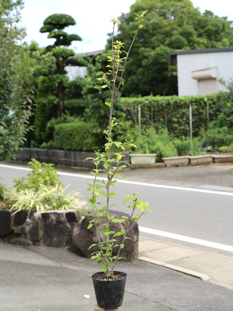 庭木ムクゲ（苗木、植木）の商品一覧 | 花、ガーデニング 通販