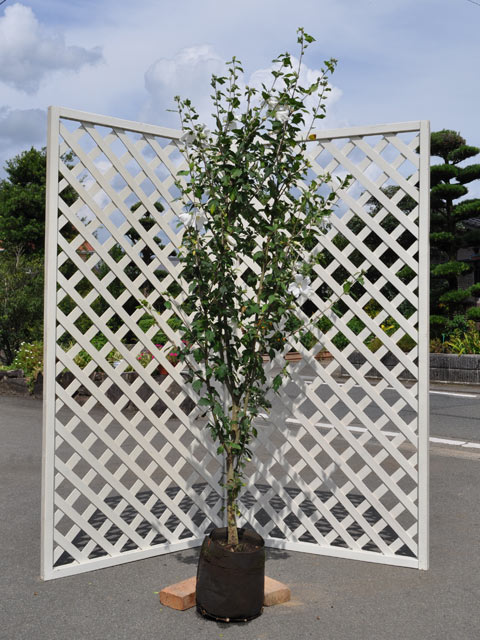 ムクゲ (品種指定不可) 2m 露地 2本 苗木(17424円)