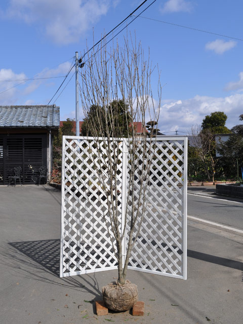 ムクゲ (品種指定不可) 2.3m 露地 2本 苗木(18018円)