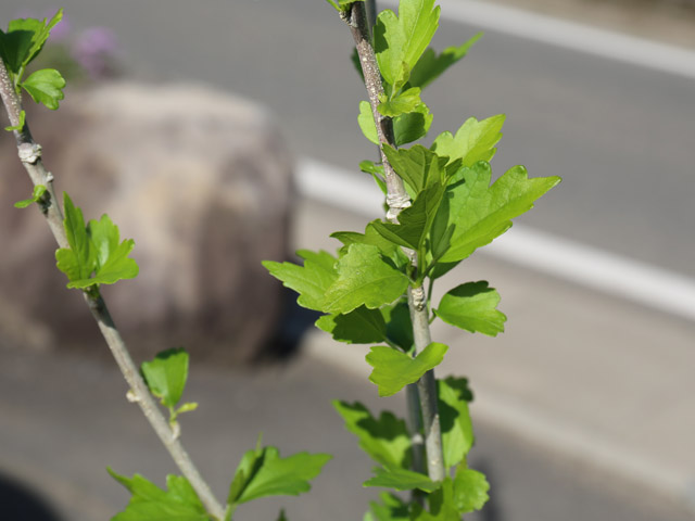 ムクゲ (品種指定不可) 2.3m 露地 2本 苗木 DGJ3654294791