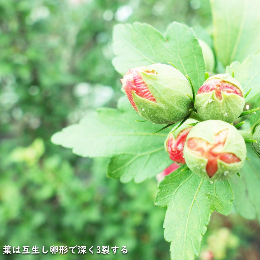 ムクゲ (品種指定不可) 2.3m 露地 2本 苗木 DGJ3654294791