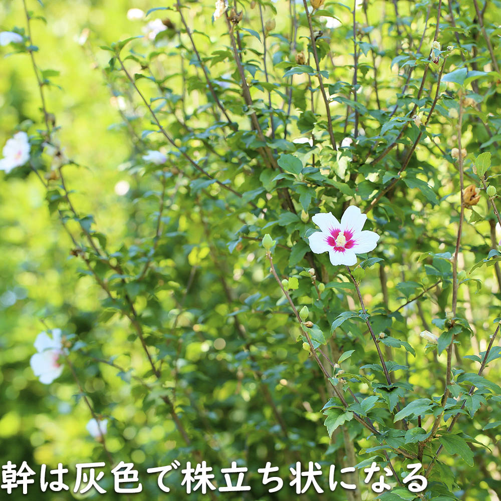 ムクゲ (品種指定不可) 2.3m 露地 2本 苗木 DGJ3654294791