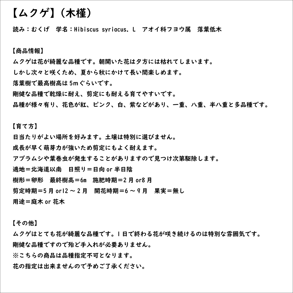 ムクゲ (品種指定不可) 2m 露地 苗木 : 700820 : トオヤマグリーン - 通販 - Yahoo!ショッピング