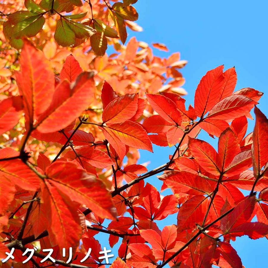 メグスリノキ 単木 1.5m 露地 苗木 商品情報 【メグスリノキ】(目薬の木) 読み:めぐすりのき 学名:Acer maxim メグスリノキ 単木 1.5m 露地 苗木 商品情報 【メグスリノキ】(目薬の木) 読み:めぐすりのき 学名:Acer maxim