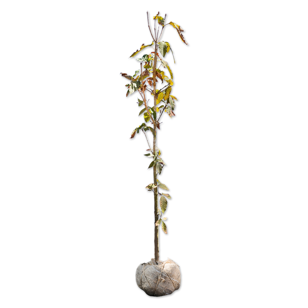 メグスリノキ 単木 1.5m 露地 苗木(12870円)