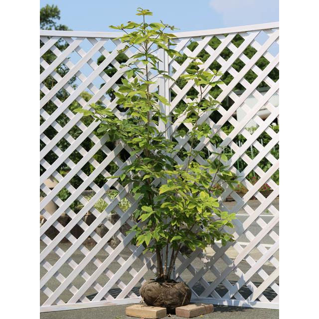 メグスリノキ 株立ち 1.5m 露地 苗木(14850円)