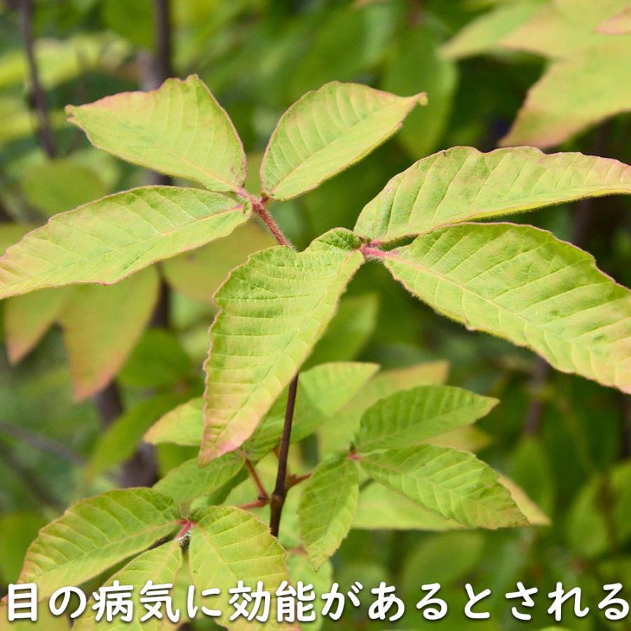 メグスリノキ 単木 1.5m 露地 苗木 商品情報 【メグスリノキ】(目薬の木) 読み:めぐすりのき 学名:Acer maxim メグスリノキ 単木 1.5m 露地 苗木 商品情報 【メグスリノキ】(目薬の木) 読み:めぐすりのき 学名:Acer maxim