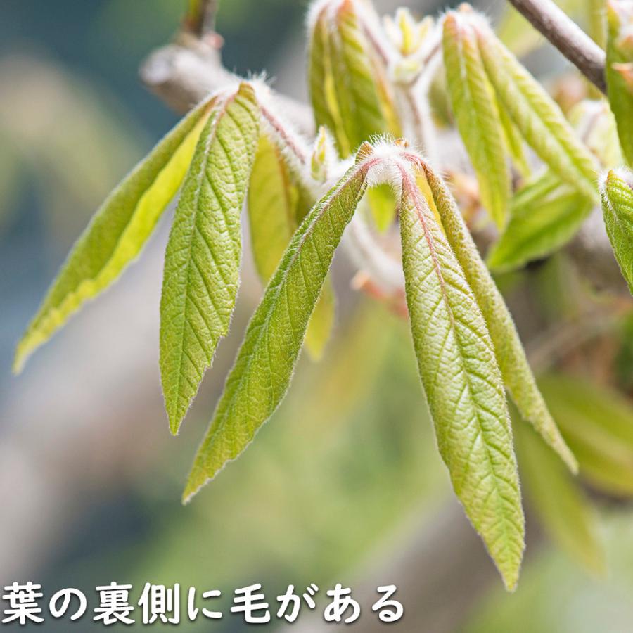 メグスリノキ 単木 1.5m 露地 苗木 商品情報 【メグスリノキ】(目薬の木) 読み:めぐすりのき 学名:Acer maxim メグスリノキ 単木 1.5m 露地 苗木 商品情報 【メグスリノキ】(目薬の木) 読み:めぐすりのき 学名:Acer maxim