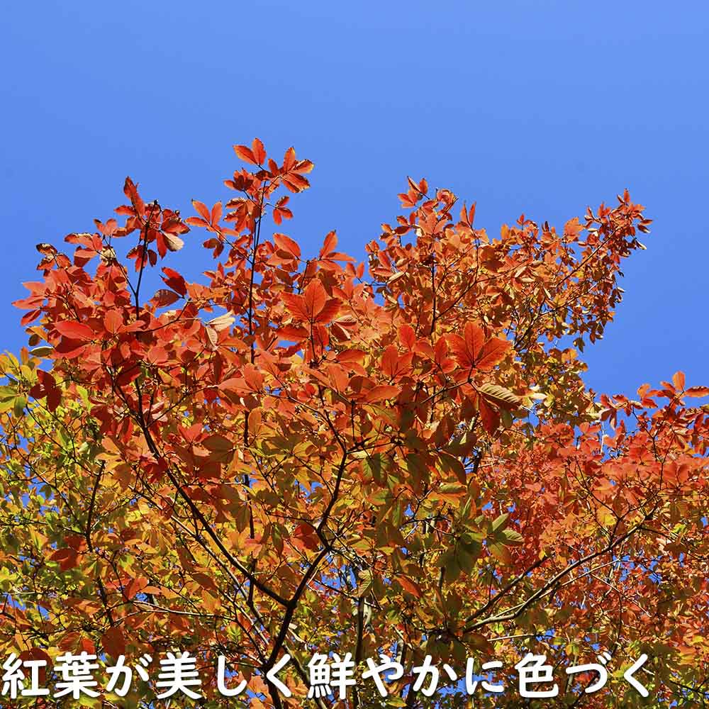 メグスリノキ（目薬の木） 単木 樹高1.5m前後 露地苗 シンボルツリー