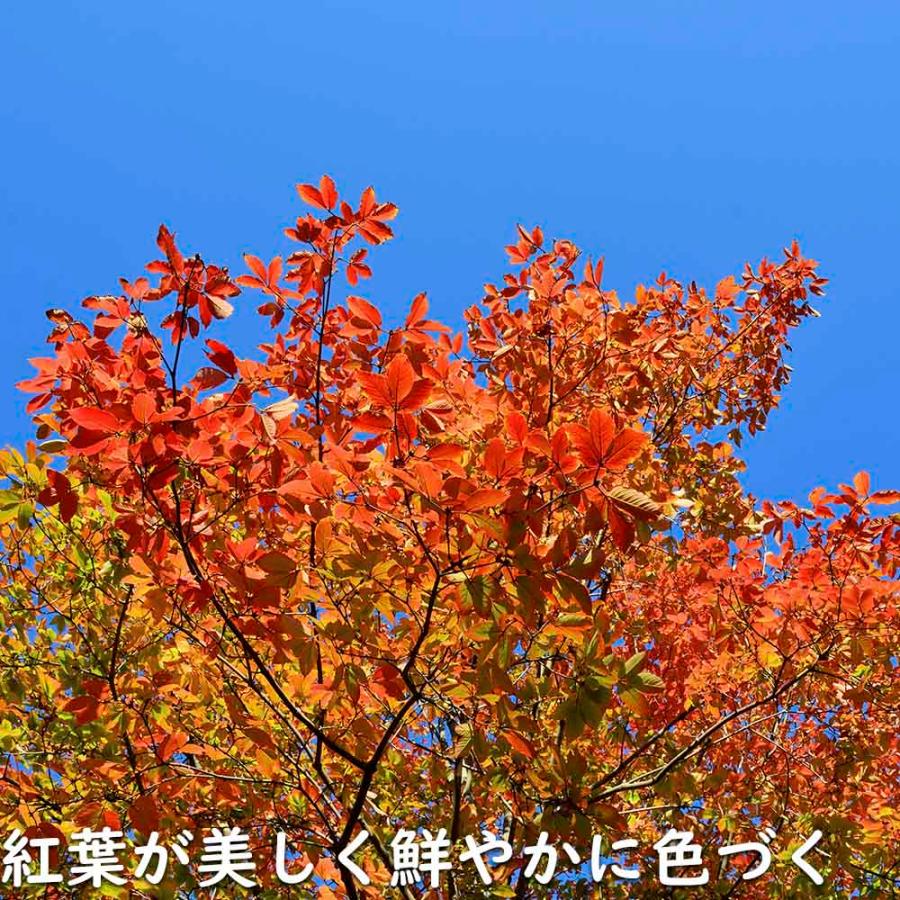 メグスリノキ 単木 1.5m 露地 苗木 商品情報 【メグスリノキ】(目薬の木) 読み:めぐすりのき 学名:Acer maxim メグスリノキ 単木 1.5m 露地 苗木 商品情報 【メグスリノキ】(目薬の木) 読み:めぐすりのき 学名:Acer maxim