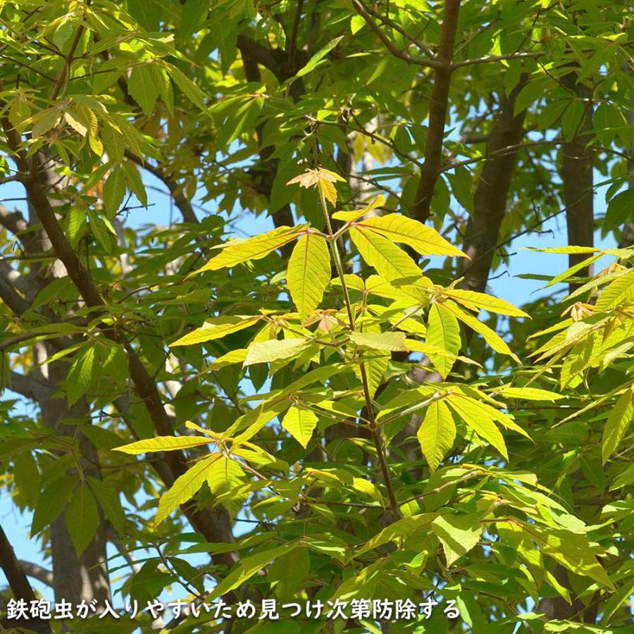 メグスリノキ 単木 1.5m 露地 苗木 商品情報 【メグスリノキ】(目薬の木) 読み:めぐすりのき 学名:Acer maxim メグスリノキ 単木 1.5m 露地 苗木 商品情報 【メグスリノキ】(目薬の木) 読み:めぐすりのき 学名:Acer maxim