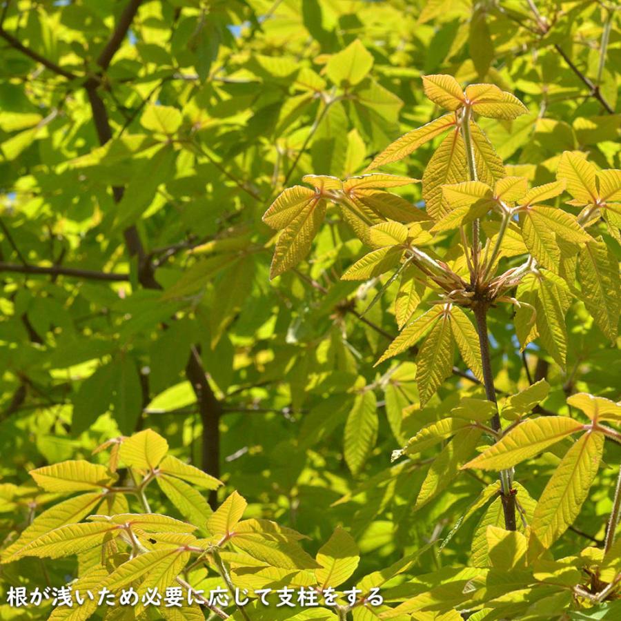 メグスリノキ 単木 1.5m 露地 苗木 商品情報 【メグスリノキ】(目薬の木) 読み:めぐすりのき 学名:Acer maxim メグスリノキ 単木 1.5m 露地 苗木 商品情報 【メグスリノキ】(目薬の木) 読み:めぐすりのき 学名:Acer maxim