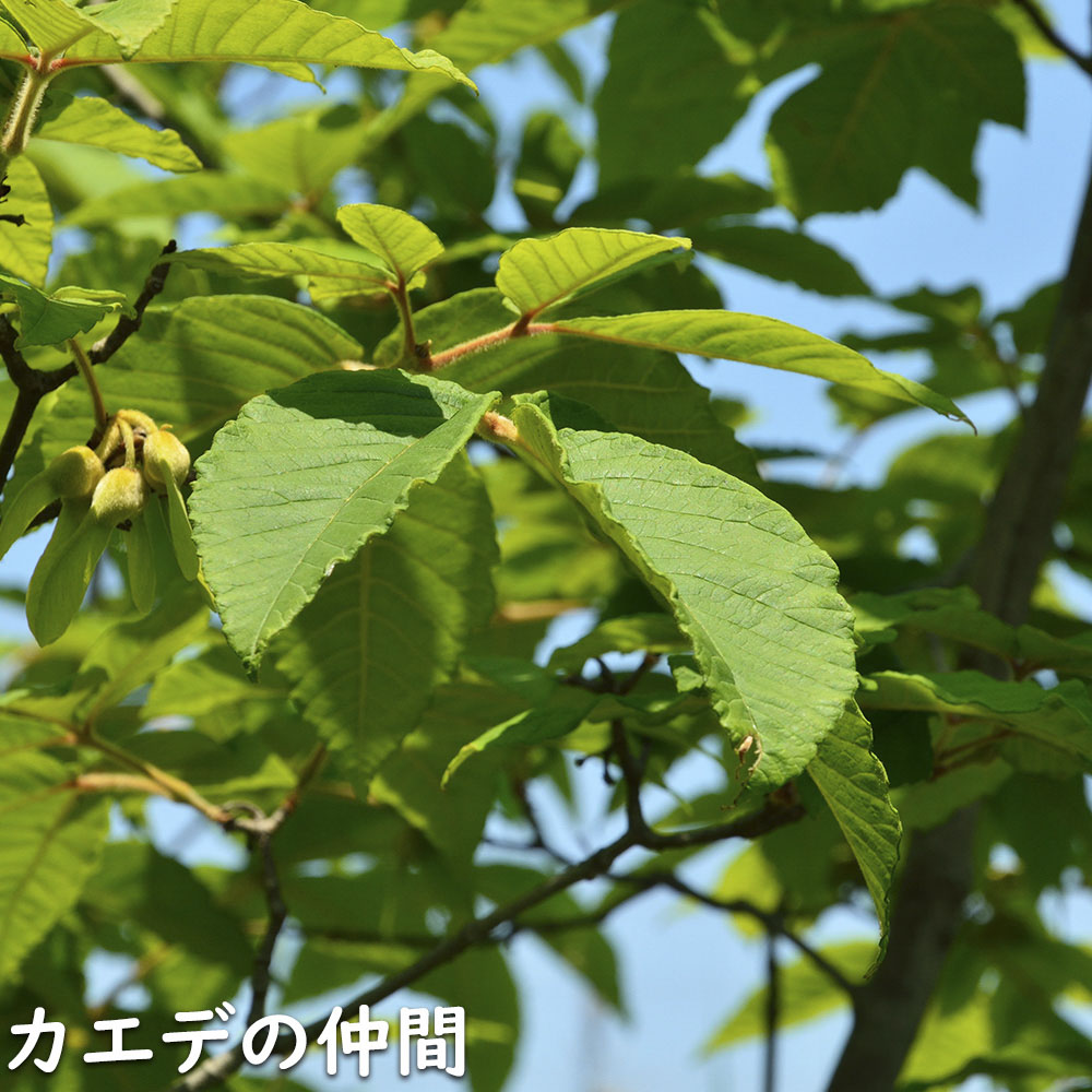 メグスリノキ 単木 1.5m 露地 苗木 商品情報 【メグスリノキ】(目薬の木) 読み:めぐすりのき 学名:Acer maxim メグスリノキ 単木 1.5m 露地 苗木 商品情報 【メグスリノキ】(目薬の木) 読み:めぐすりのき 学名:Acer maxim