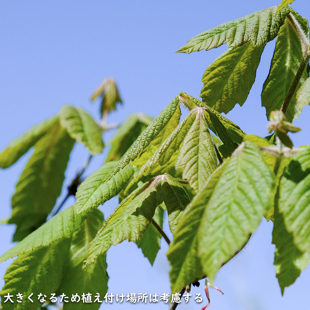 メグスリノキ 単木 1.5m 露地 苗木 商品情報 【メグスリノキ】(目薬の木) 読み:めぐすりのき 学名:Acer maxim メグスリノキ 単木 1.5m 露地 苗木 商品情報 【メグスリノキ】(目薬の木) 読み:めぐすりのき 学名:Acer maxim