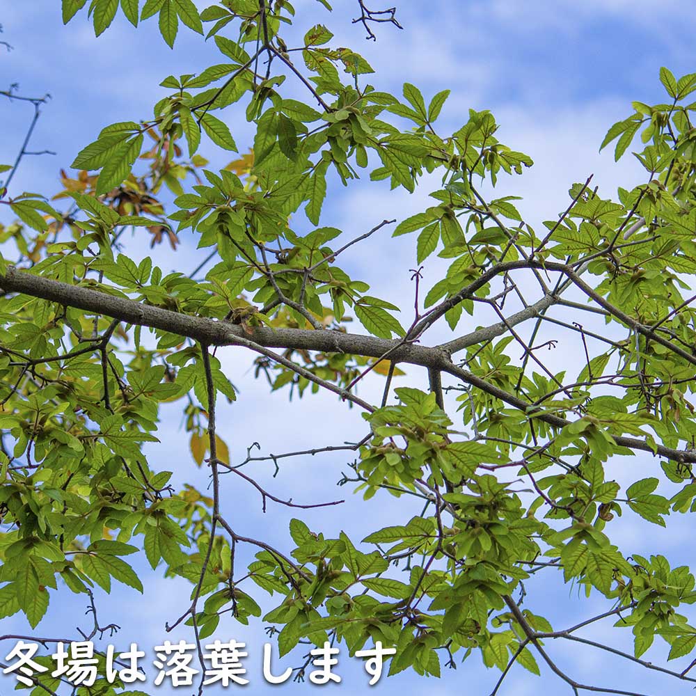 メグスリノキ 単木 1.5m 露地 苗木 商品情報 【メグスリノキ】(目薬の木) 読み:めぐすりのき 学名:Acer maxim メグスリノキ 単木 1.5m 露地 苗木 商品情報 【メグスリノキ】(目薬の木) 読み:めぐすりのき 学名:Acer maxim