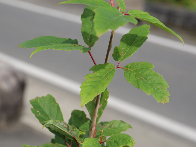 メグスリノキ 単木 1.5m 露地 苗木 商品情報 【メグスリノキ】(目薬の木) 読み:めぐすりのき 学名:Acer maxim メグスリノキ 単木 1.5m 露地 苗木 商品情報 【メグスリノキ】(目薬の木) 読み:めぐすりのき 学名:Acer maxim