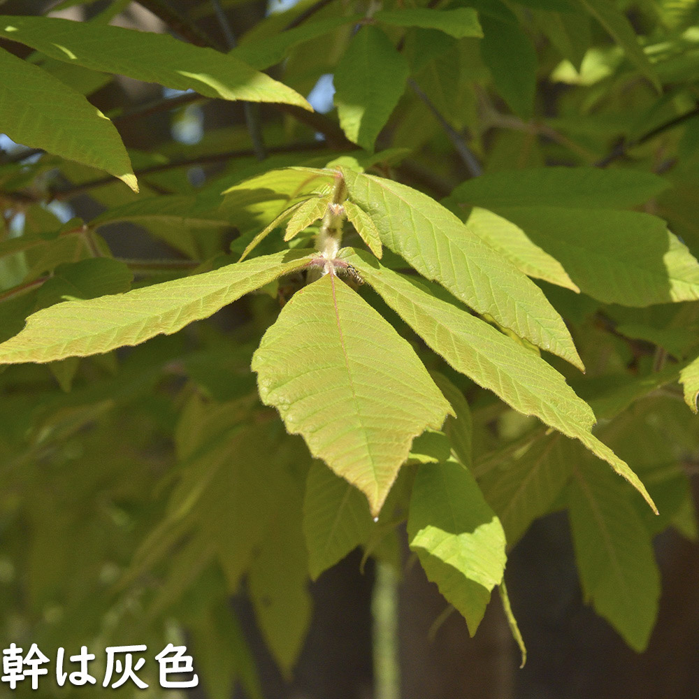 メグスリノキ 単木 1.5m 露地 苗木 商品情報 【メグスリノキ】(目薬の木) 読み:めぐすりのき 学名:Acer maxim メグスリノキ 単木 1.5m 露地 苗木 商品情報 【メグスリノキ】(目薬の木) 読み:めぐすりのき 学名:Acer maxim