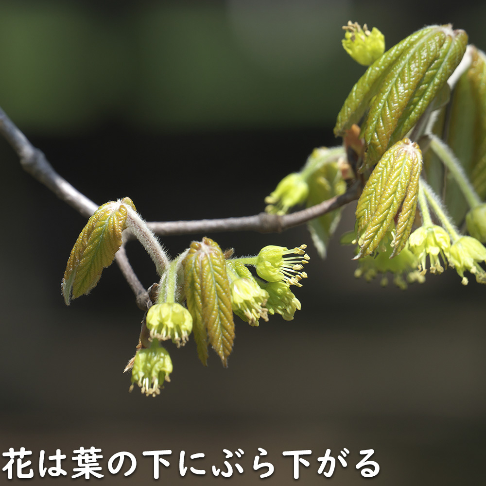 ☆川崎・京都グループ「クリスタル京都南町店」利用券￥12,000分(無期限有効) - 遊園地/テーマパーク