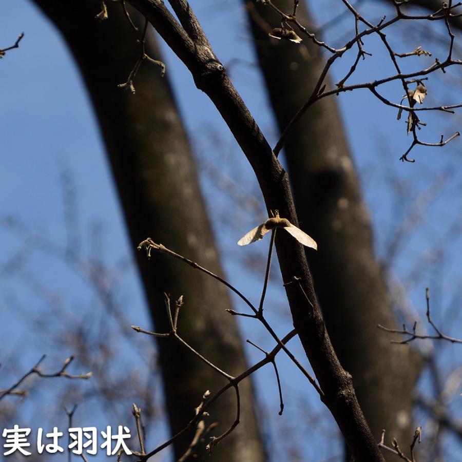 メグスリノキ 単木 1.5m 露地 苗木 商品情報 【メグスリノキ】(目薬の木) 読み:めぐすりのき 学名:Acer maxim メグスリノキ 単木 1.5m 露地 苗木 商品情報 【メグスリノキ】(目薬の木) 読み:めぐすりのき 学名:Acer maxim