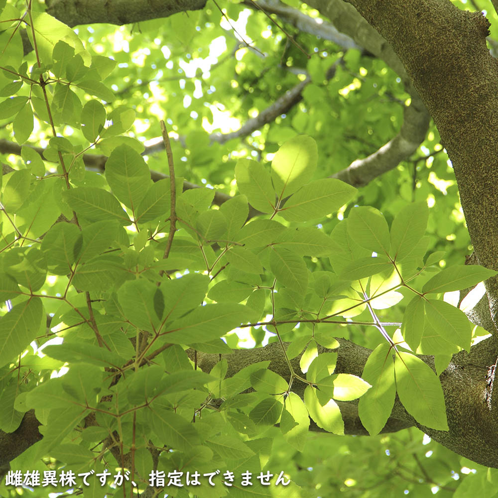 メグスリノキ 単木 1.5m 露地 苗木 商品情報 【メグスリノキ】(目薬の木) 読み:めぐすりのき 学名:Acer maxim メグスリノキ 単木 1.5m 露地 苗木 商品情報 【メグスリノキ】(目薬の木) 読み:めぐすりのき 学名:Acer maxim