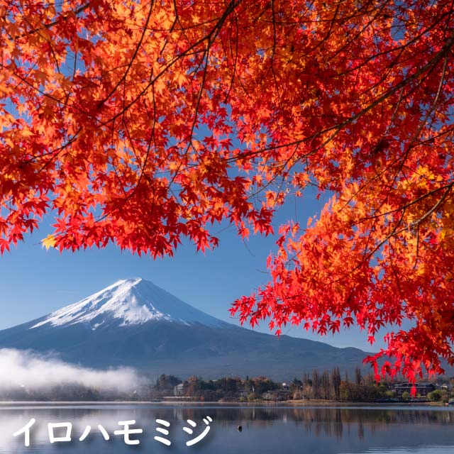 【極美品】 イロハモミジ 株立ち 2m 露地 苗木 【G1966705501】 (12870円)