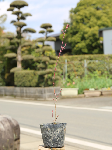 イロハモミジ 0.3m 10.5cmポット 苗 関連画像1