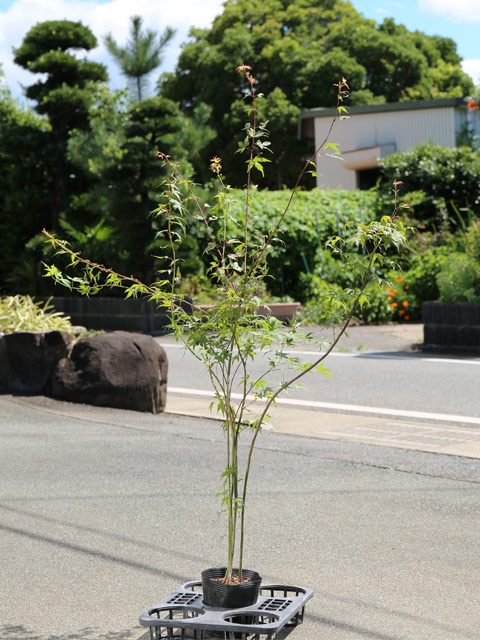 イロハモミジ 株立 イロハモミジ⁄大株立ち【同等品発送】シンボル