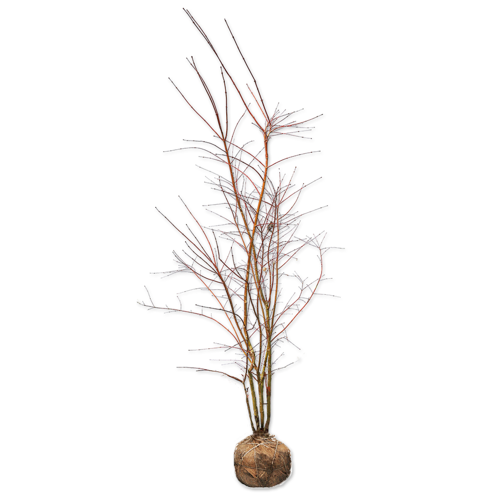 イロハモミジ 株立ち 2m 露地 苗木(12870円)