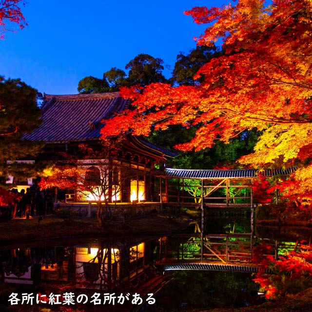 【極美品】 イロハモミジ 株立ち 2m 露地 苗木 【G1966705501】 (12870円)