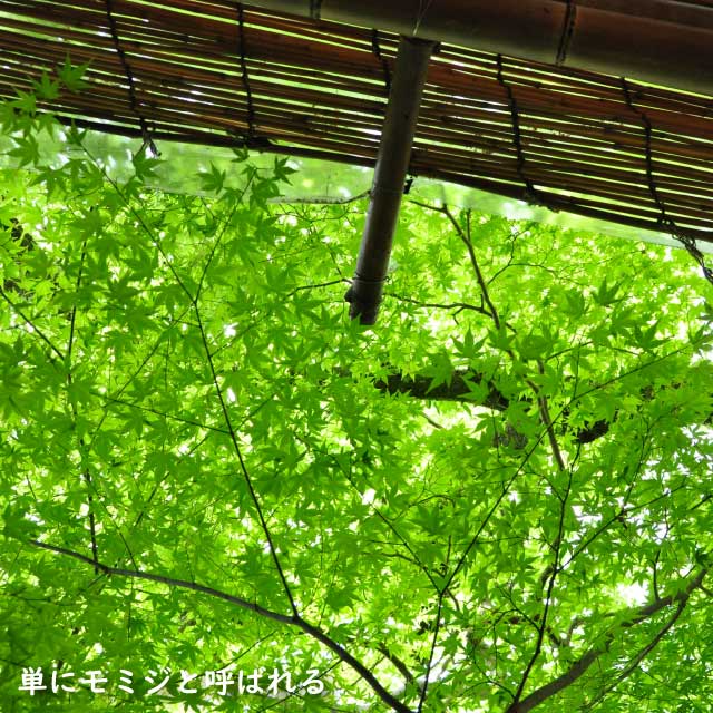 【極美品】 イロハモミジ 株立ち 2m 露地 苗木 【G1966705501】 (12870円)