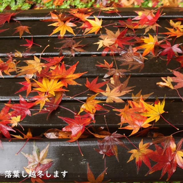 【極美品】 イロハモミジ 株立ち 2m 露地 苗木 【G1966705501】 (12870円)