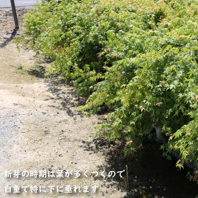 【極美品】 イロハモミジ 株立ち 2m 露地 苗木 【G1966705501】 (12870円)