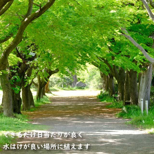 【極美品】 イロハモミジ 株立ち 2m 露地 苗木 【G1966705501】 (12870円)