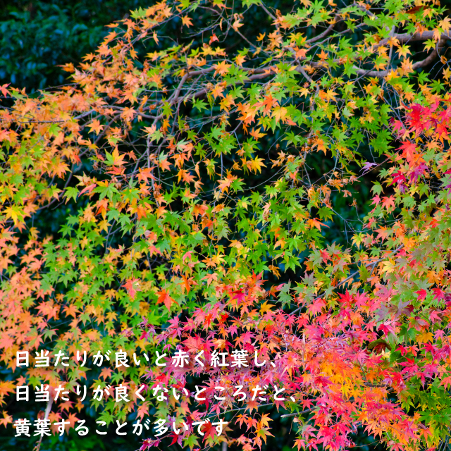 【極美品】 イロハモミジ 株立ち 2m 露地 苗木 【G1966705501】 (12870円)