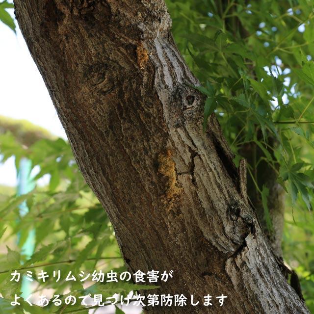 イロハモミジ 単木 2.5m 露地 苗木｜green-netbox｜18